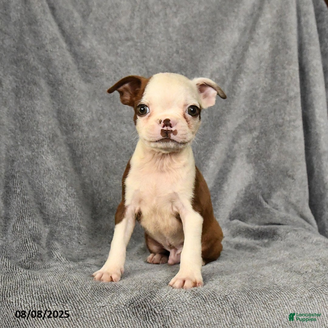 Boston Terrier dogs for sale: Lucky - Image 5