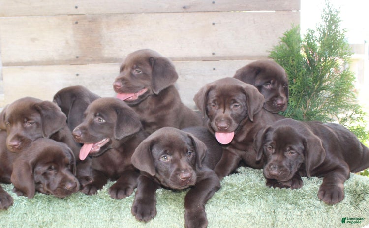Labrador Retriever dogs for sale - Ad 3