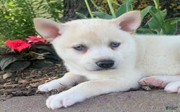 Alaskan Klee Kai dogs for sale: Handsome Boy Liam - Image 7
