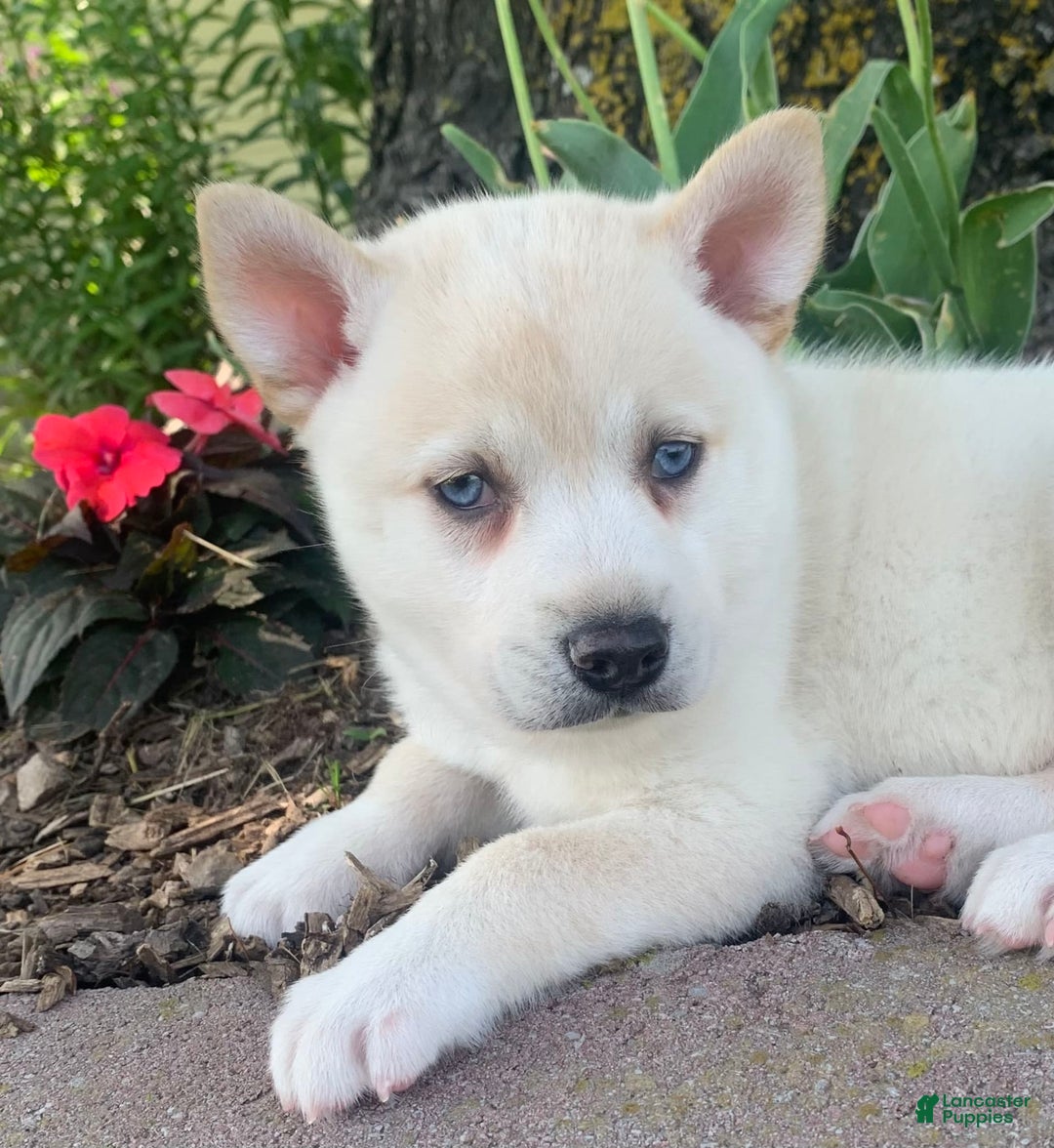 Alaskan Klee Kai dogs for sale: Handsome Boy Liam - Image 7