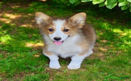 Welsh Corgi Pembroke dogs for sale: Tink Fluffy - Image 16
