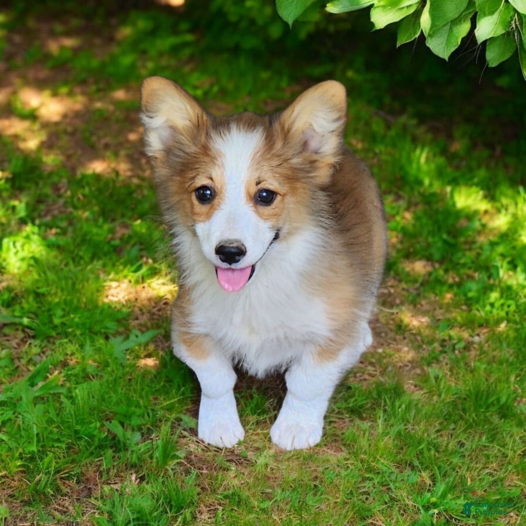 Welsh Corgi Pembroke dogs for sale: Tink Fluffy - Image 16