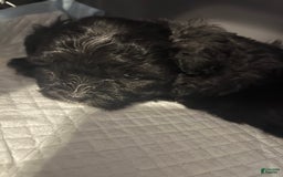 Shorkie dogs for sale: Ace - Image 7