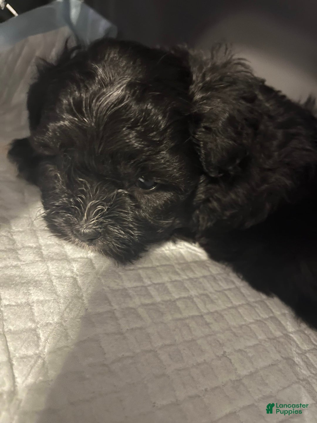Shorkie dogs for sale: Ace - Image 7