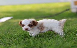 Toy Poodle dogs for sale: Muffler - Image 3