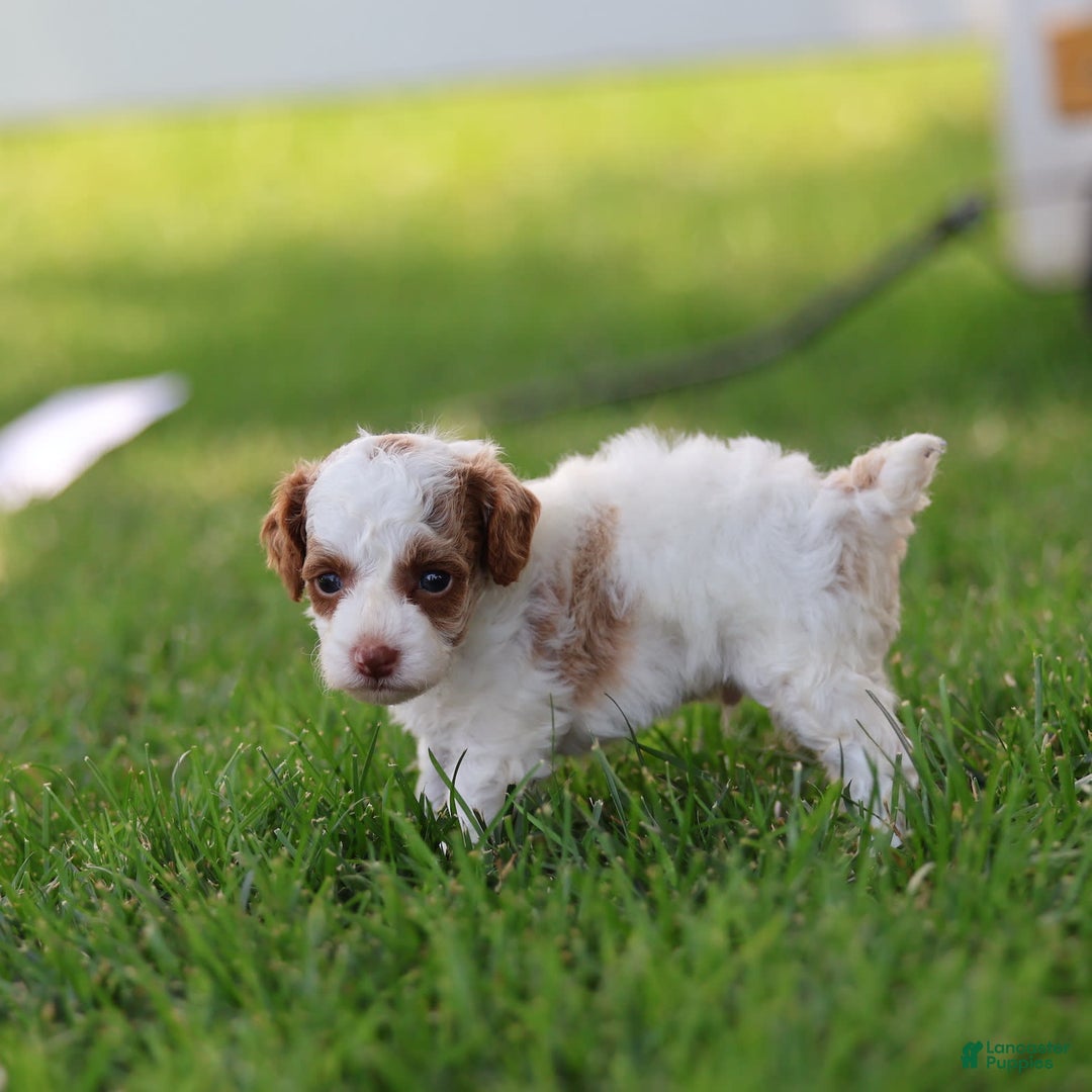 Toy Poodle dogs for sale: Muffler - Image 3