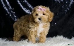 Maltipoo dogs for sale: Maltipoo 6 puppies - Image 3