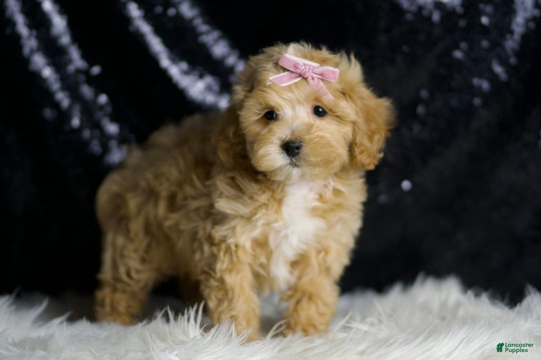 Maltipoo dogs for sale: Maltipoo 6 puppies - Image 3