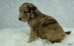 Newfypoo dogs for sale: Maggie F1b - Image 3