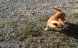 Chihuahua dogs for sale: Seraphina - Image 12