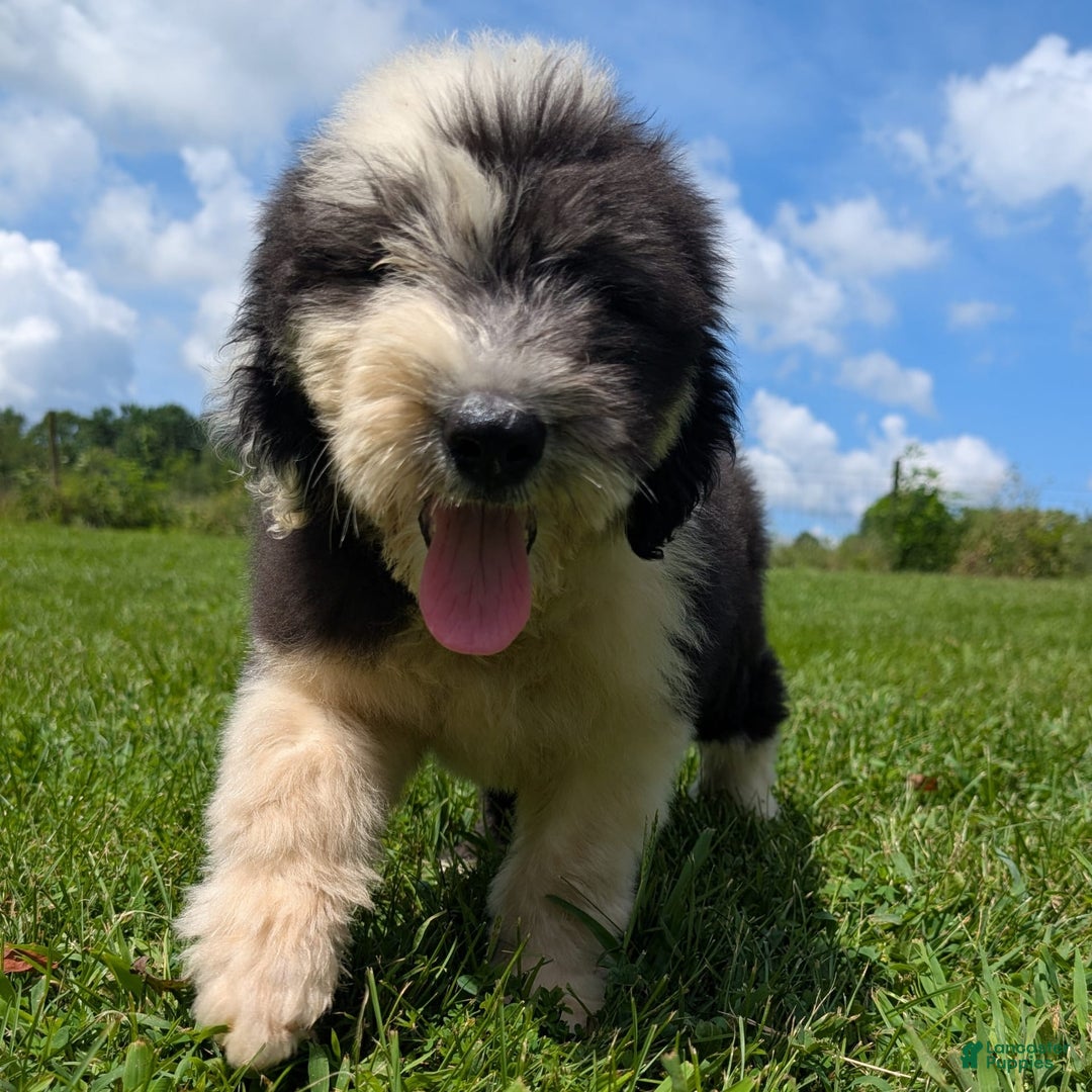 Old English Sheepdog dogs for sale: Flurry - Image 12