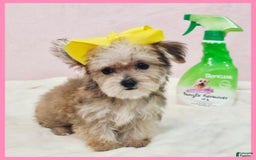 Morkie dogs for sale: Gabby - Image 2