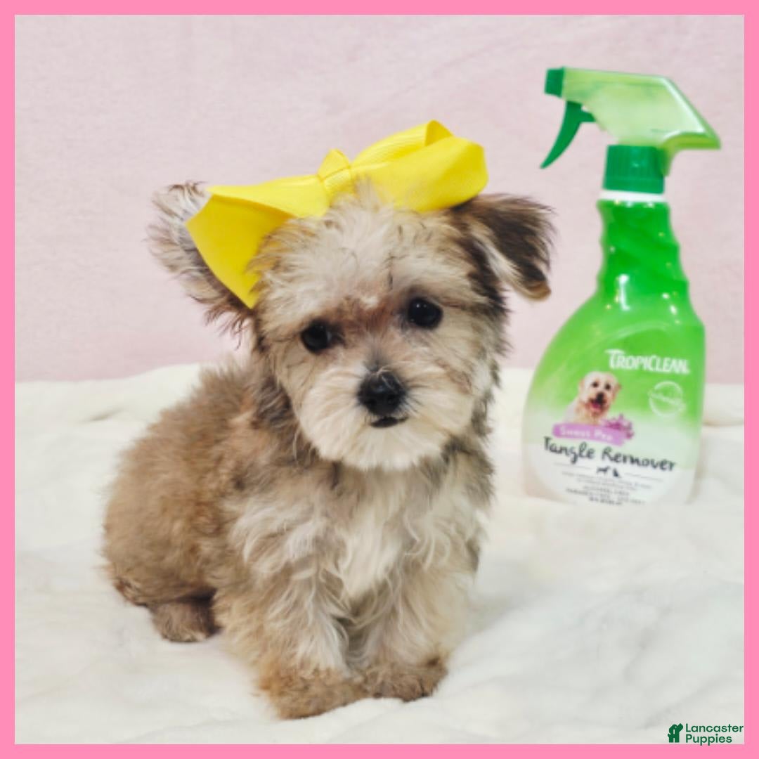 Morkie dogs for sale: Gabby - Image 2