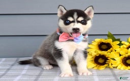Siberian Husky dogs for sale: Cassandra - Image 7