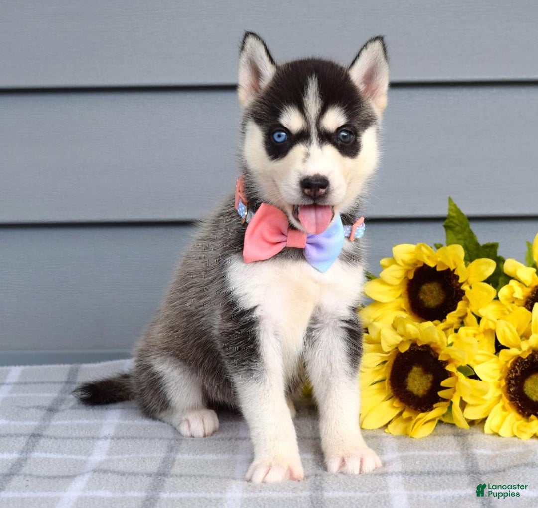 Siberian Husky dogs for sale: Cassandra - Image 7