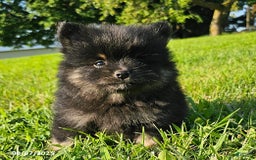 Pomeranian dogs for sale: Pomeranian 4 puppies - Image 12