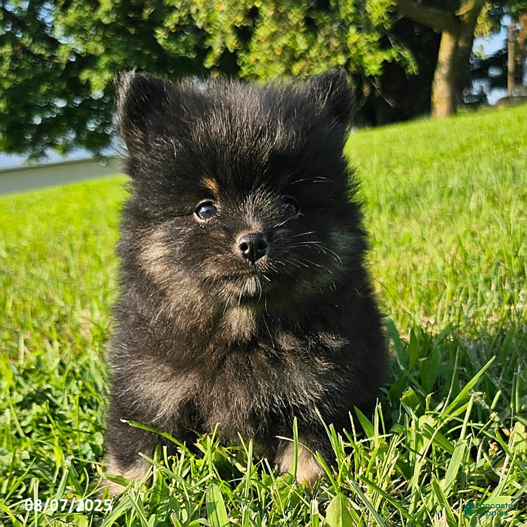 Pomeranian dogs for sale: Pomeranian 4 puppies - Image 12