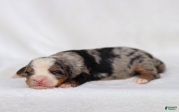 Mini Bernedoodle dogs for sale: Maya - Image 10
