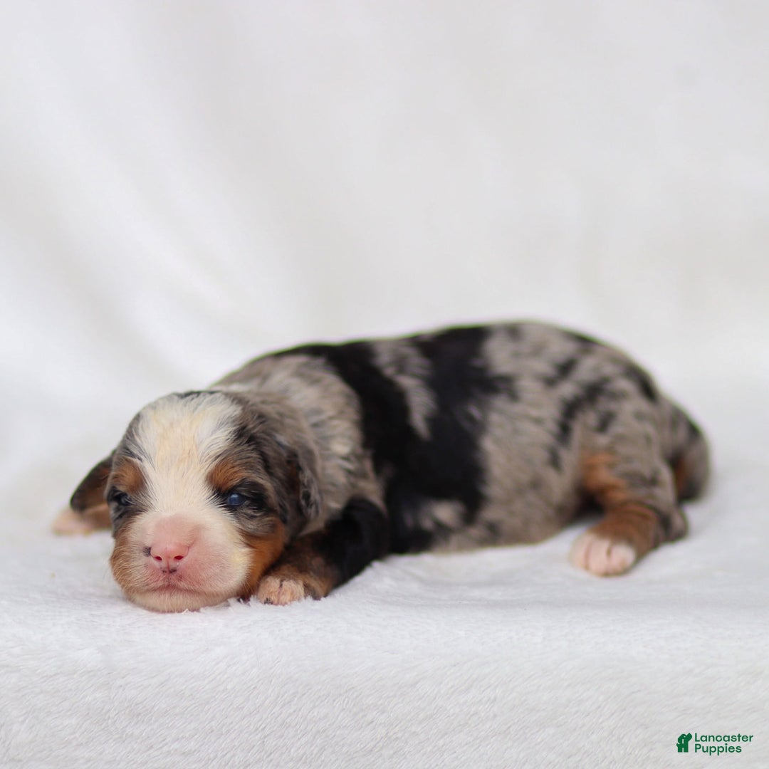 Mini Bernedoodle dogs for sale: Maya - Image 10