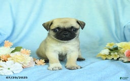 Pug dogs for sale: Betsy - Image 5