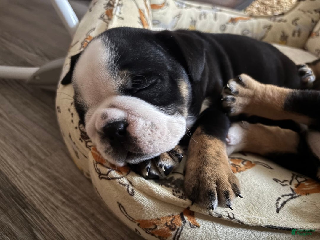 English Bulldog dogs for sale: Archie - Image 4
