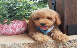 Bichpoo dogs for sale: Benson - Image 3