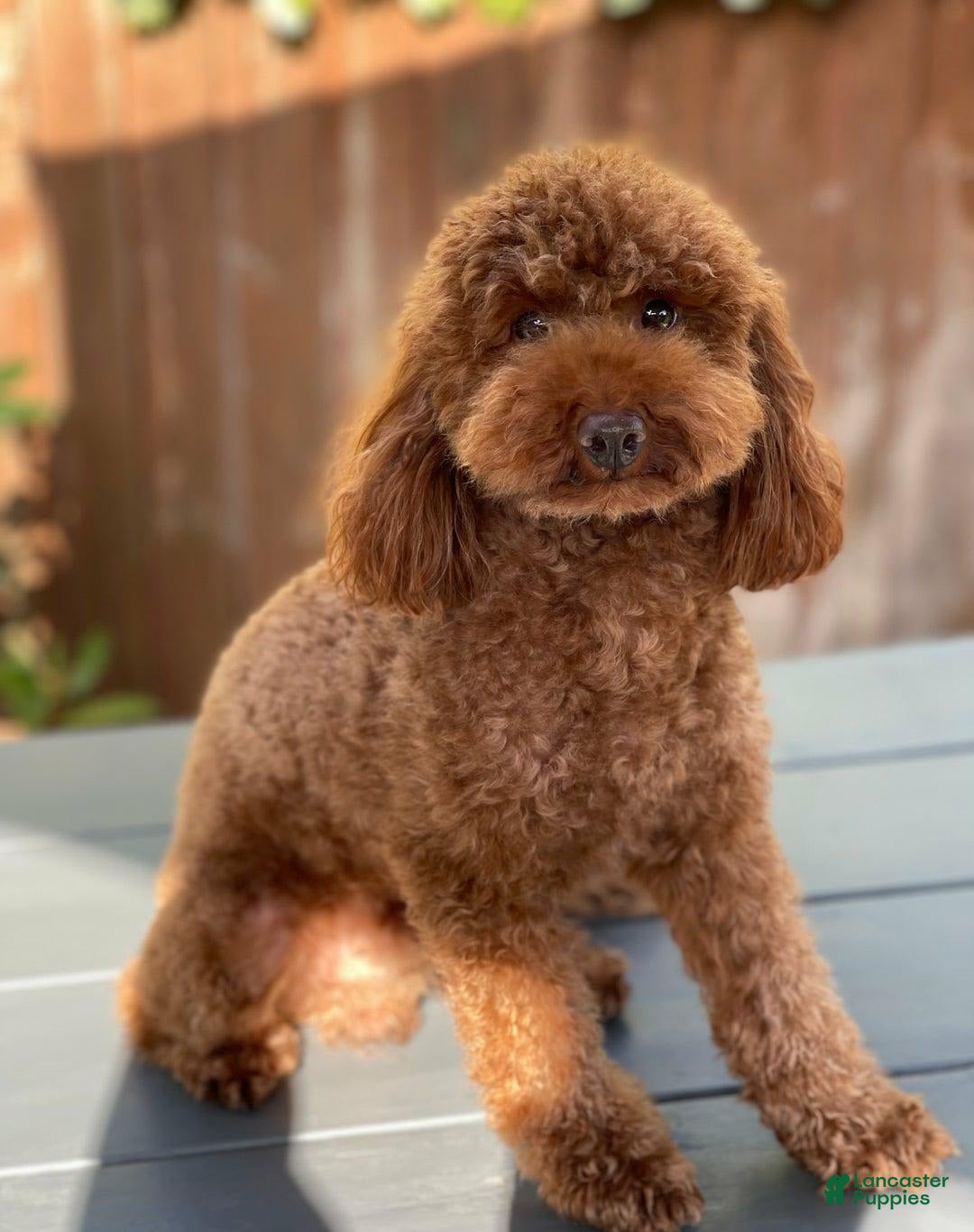 Maltipoo dogs for sale: Tina - Listing for pets: Bestie, Gracie, Tina, Debbie - Image 6