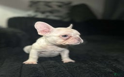 French Bulldog dogs for sale: Khaleesi - Image 5