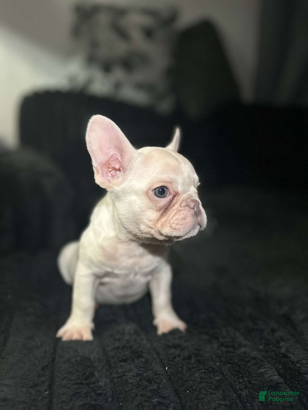 French Bulldog dogs for sale: Khaleesi - Image 5