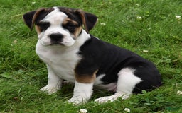 Beabull dogs for sale: Taffy - Image 1