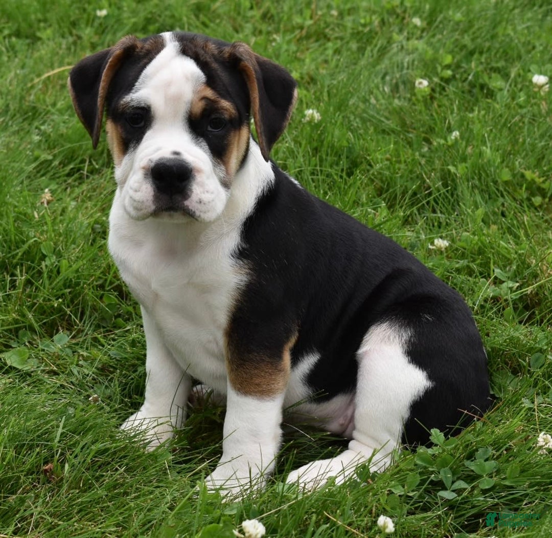 Beabull dogs for sale: Taffy - Image 1