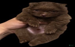 Pomeranian dogs for sale: Twix - Image 13