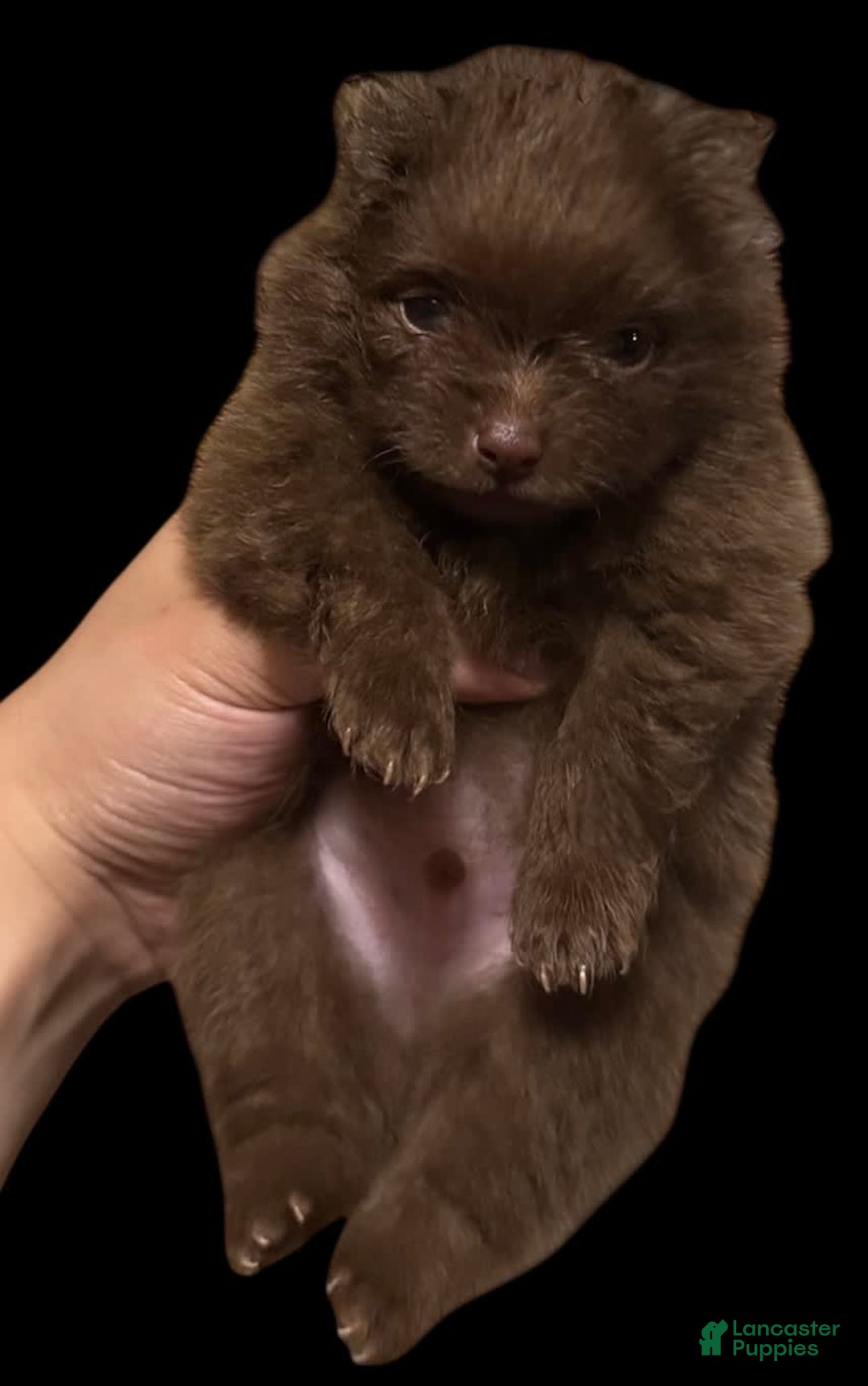 Pomeranian dogs for sale: Twix - Image 13