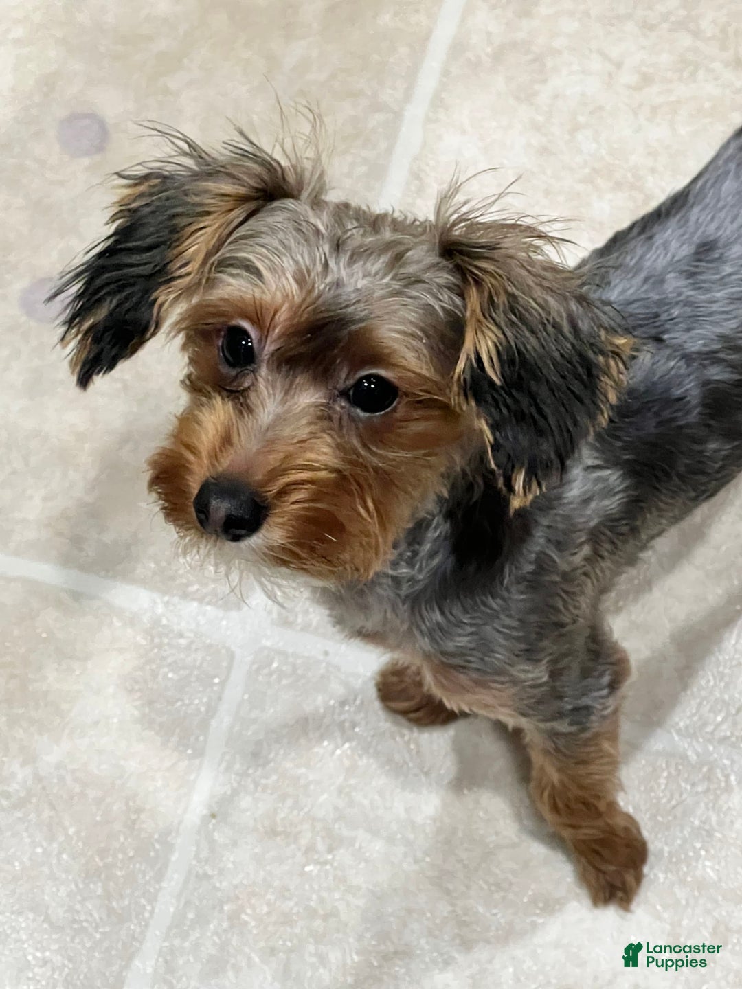 Yorkiepoo dogs for sale: Bailey - Image 6