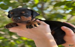 Doberman Pinscher dogs for sale: Brown - Image 2