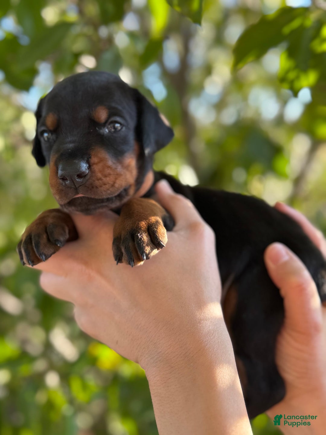 Doberman Pinscher dogs for sale: Brown - Image 2