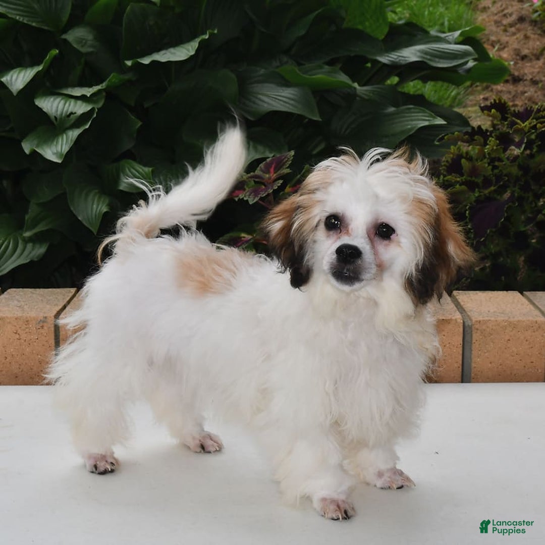 Teddy Bear dogs for sale: Bailey - Image 3