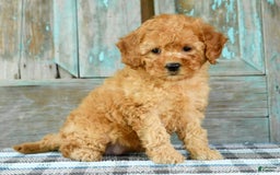 Mini Goldendoodle dogs for sale: Abbie - Image 2