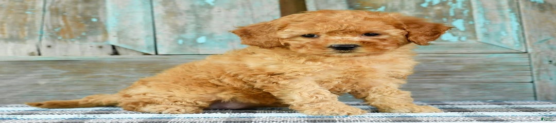 Abbie