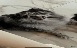 Pomeranian dogs for sale: Ozzy - Image 6