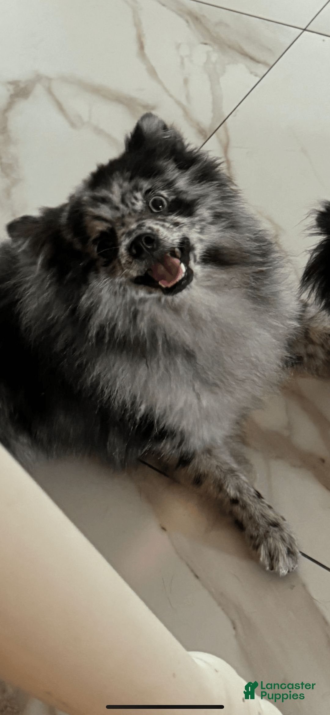 Pomeranian dogs for sale: Ozzy - Image 6