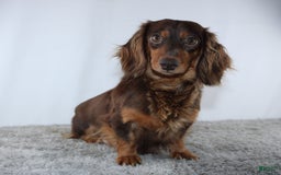 Miniature Dachshund dogs for sale: Wesley - Image 6