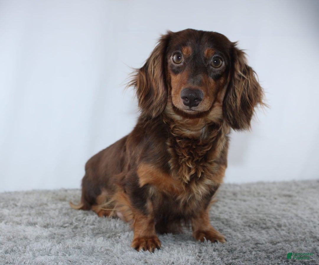Miniature Dachshund dogs for sale: Wesley - Image 6