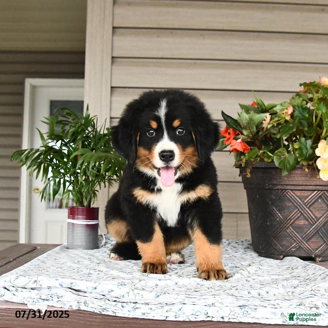 Bernese Mountain Dog dogs for sale: Bandit - Image 3
