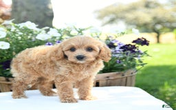 Cavapoo dogs for sale: Scarlet - Image 4