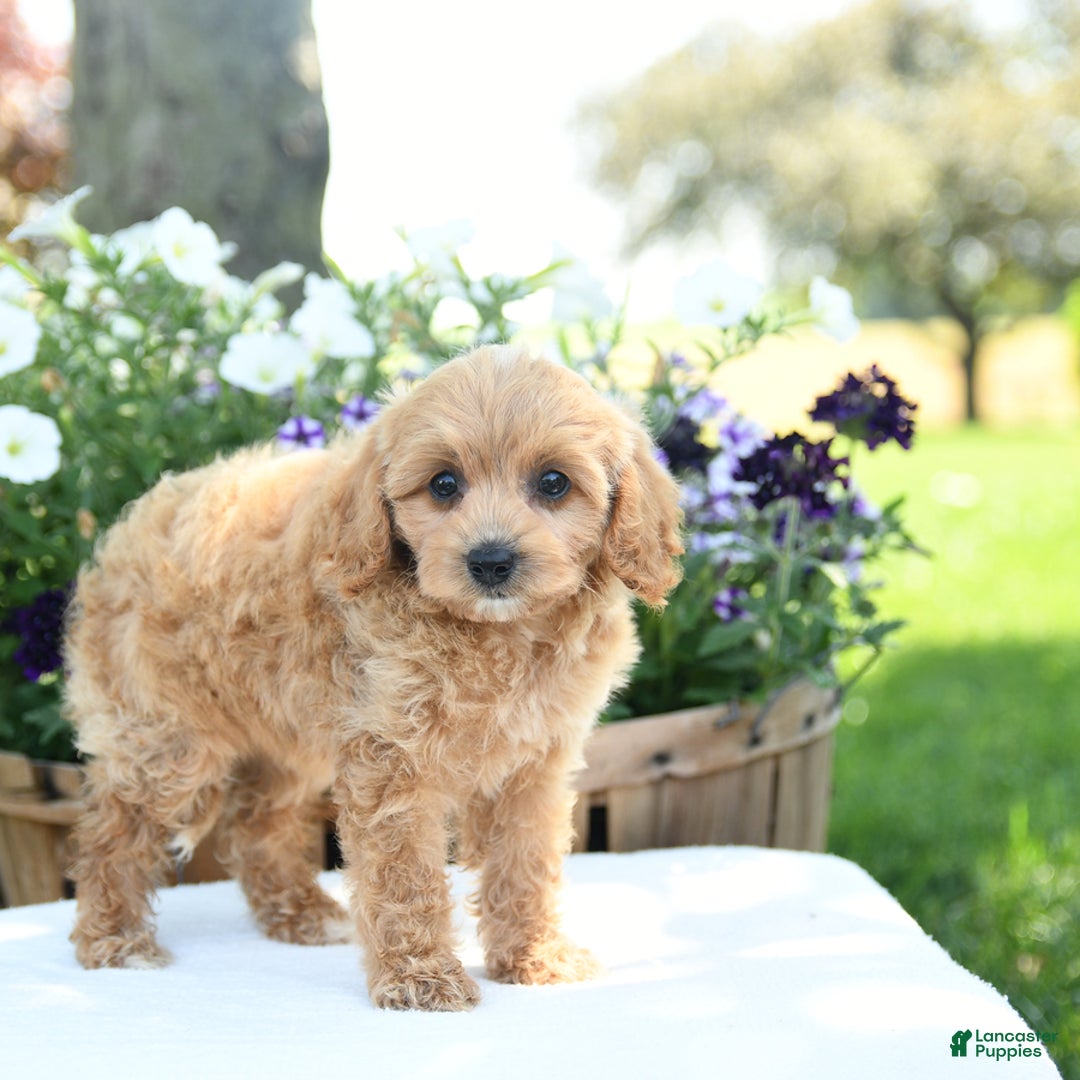 Cavapoo dogs for sale: Scarlet - Image 4