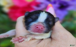 Pomeranian dogs for sale: Nirvana - Image 12