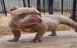 American Bully dogs for sale: Belena - Image 2
