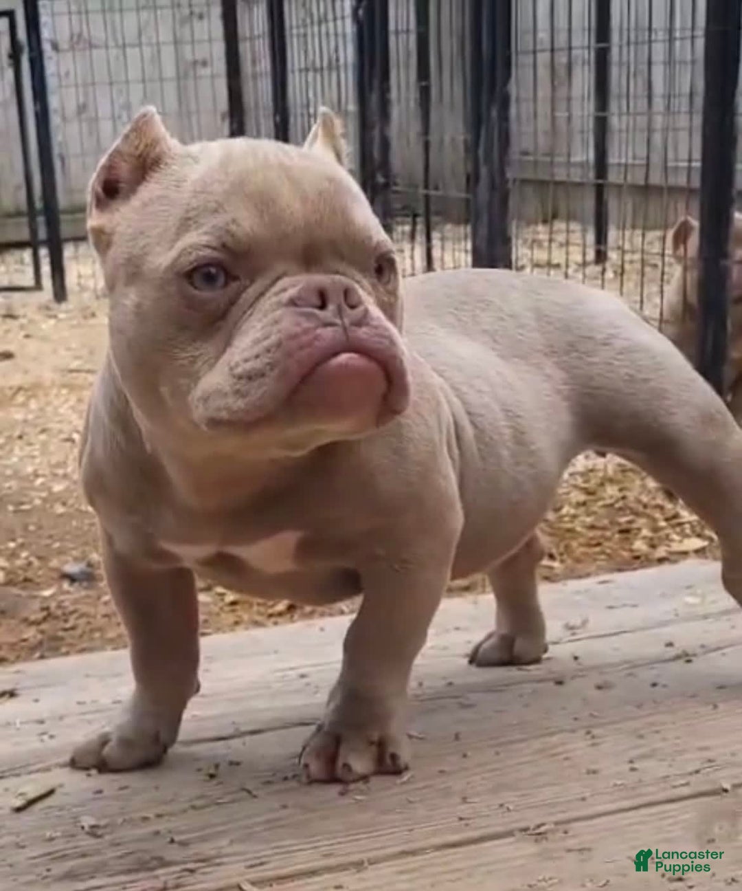 American Bully dogs for sale: Belena - Image 2