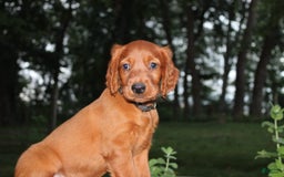 Irish Setter dogs for sale: Fluffy - Image 4